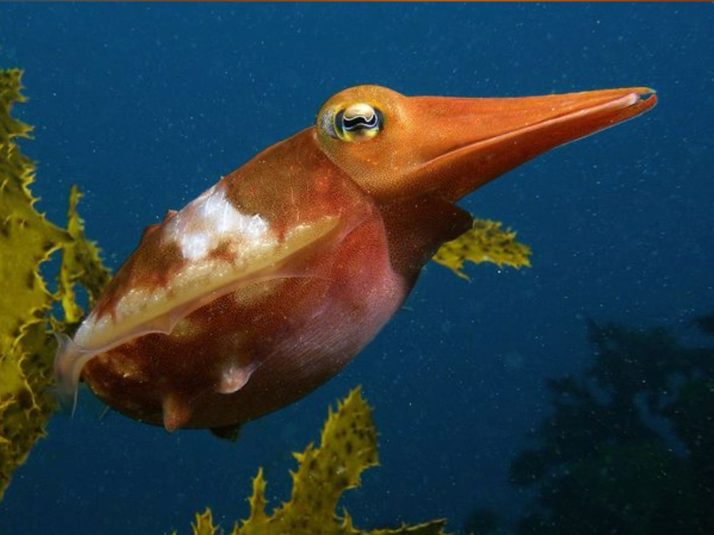 这是一只可以模仿“鸭子”的墨鱼。