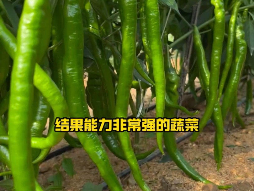 辣椒需肥多，要想连续结果能力强，要经常施肥
