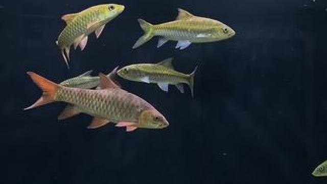 放松一下心情#蓝吉罗 #原生鱼 #水族 #养鱼日记 #观赏鱼