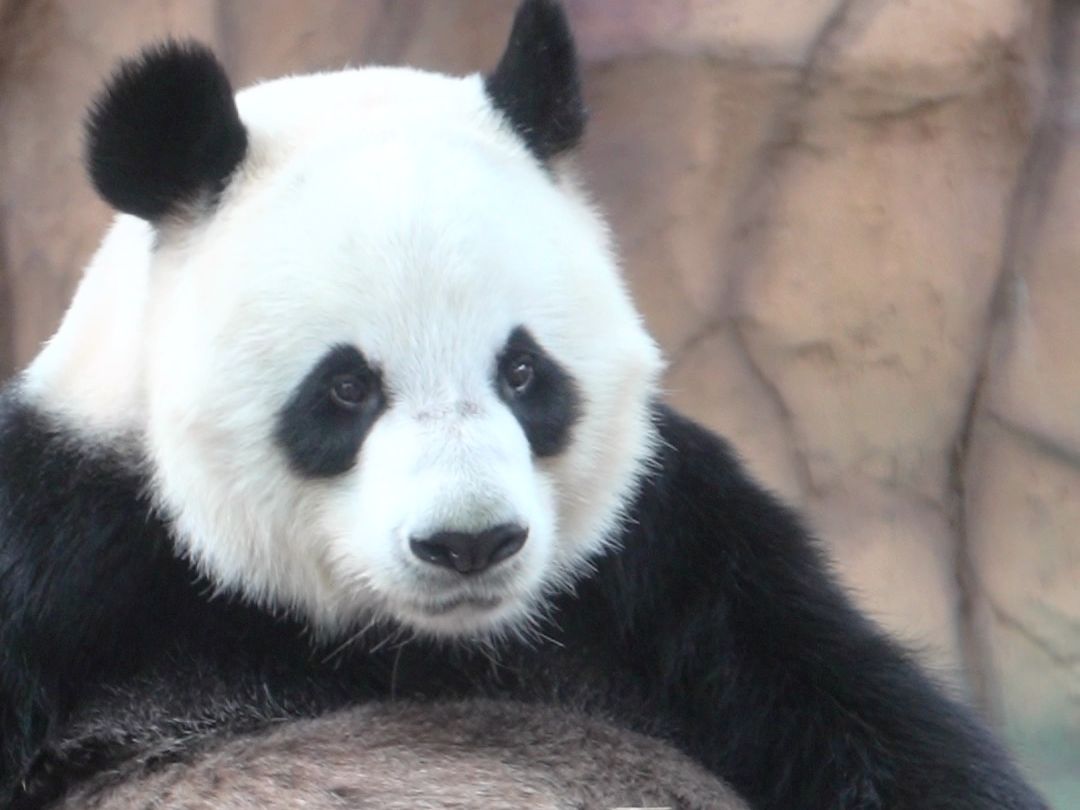 熊猫：啊？谁教你这么剪的！！！