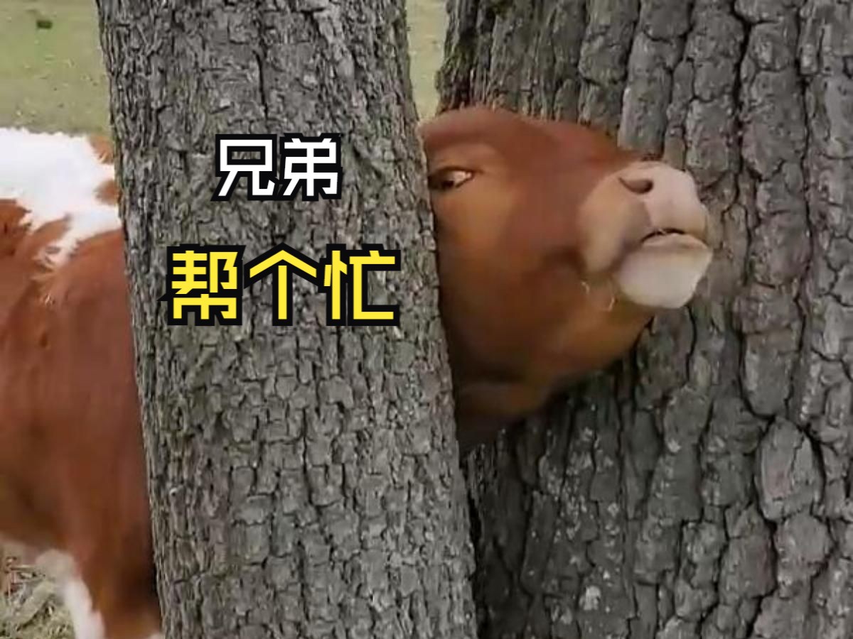 那些跟人偶遇的动物们！