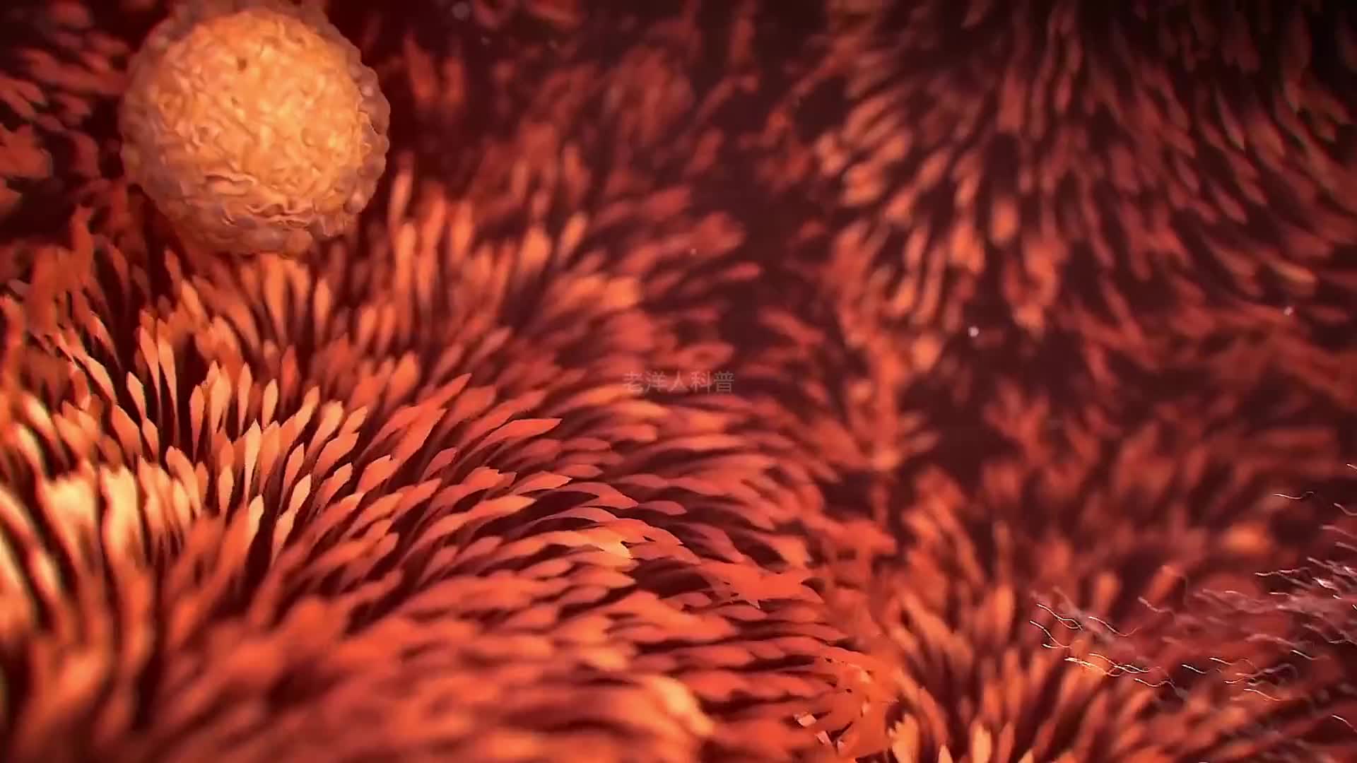 242. 你敢相信吗？每个胎儿曾经都想杀死过自己的母亲。