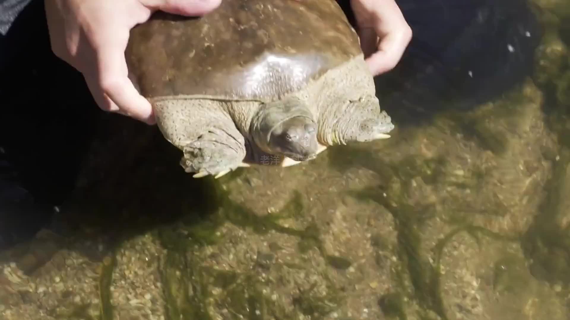 244. 你知道乌龟、王八、甲鱼以及鳖，它们之间到底有什么区别吗？