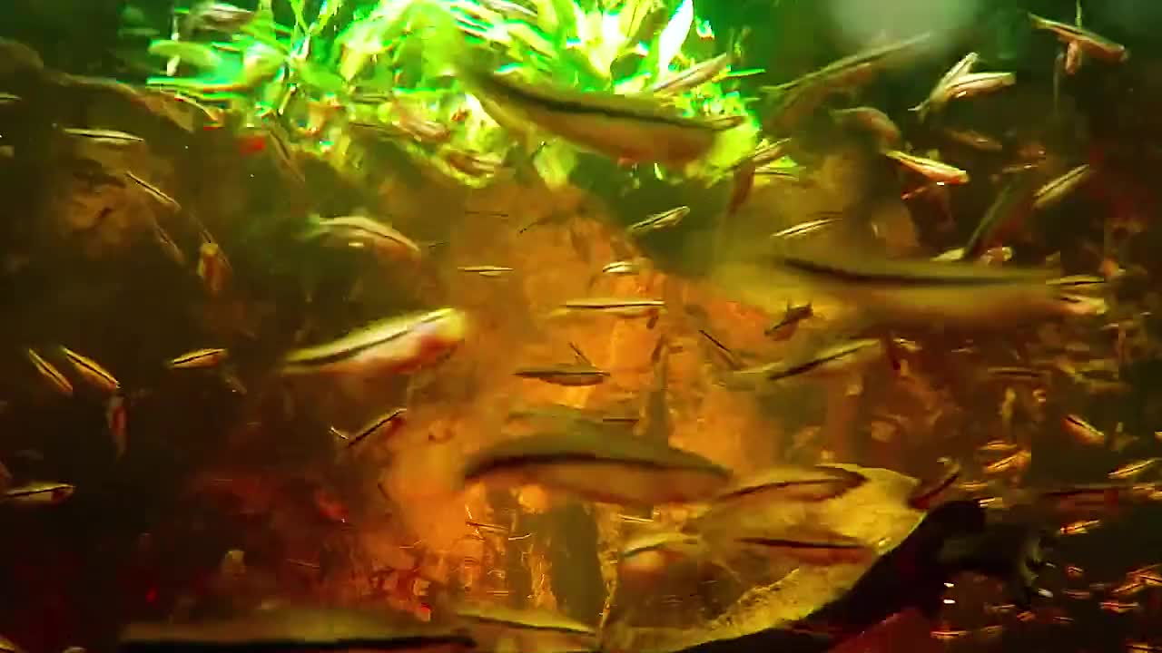 希氏石脂鲤不走寻常路，含羞草预报天气有一手