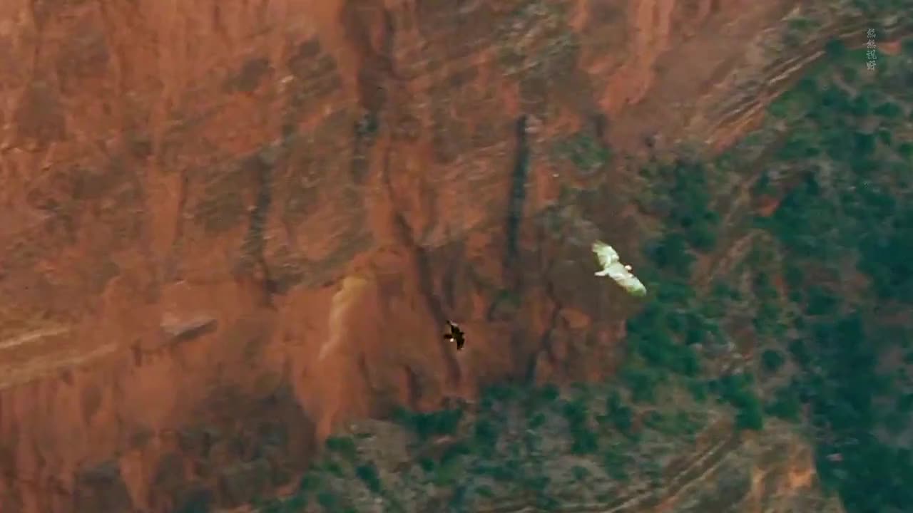 秃鹫扛下了所有，即出了力又坏了名声