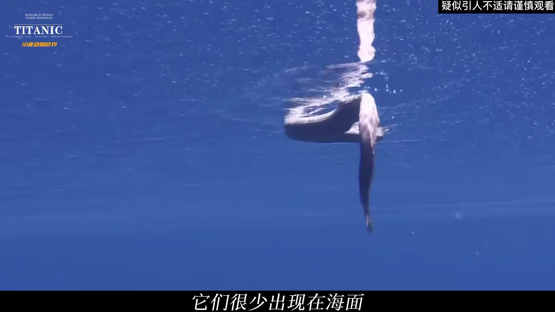 鲨鱼般撕咬的橄榄海蛇