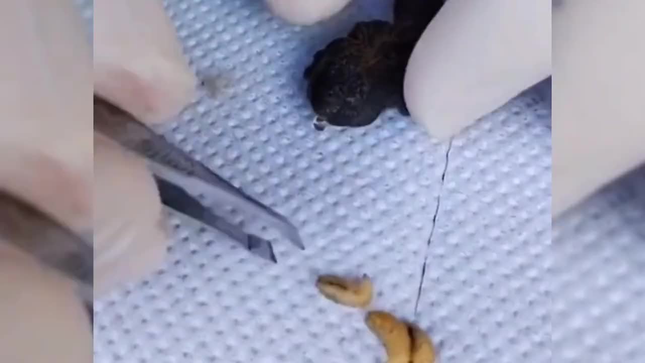 这么小的幼崽竟然遭受虫咬之苦，还好被救了