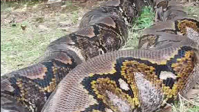 这么大的看见过没有