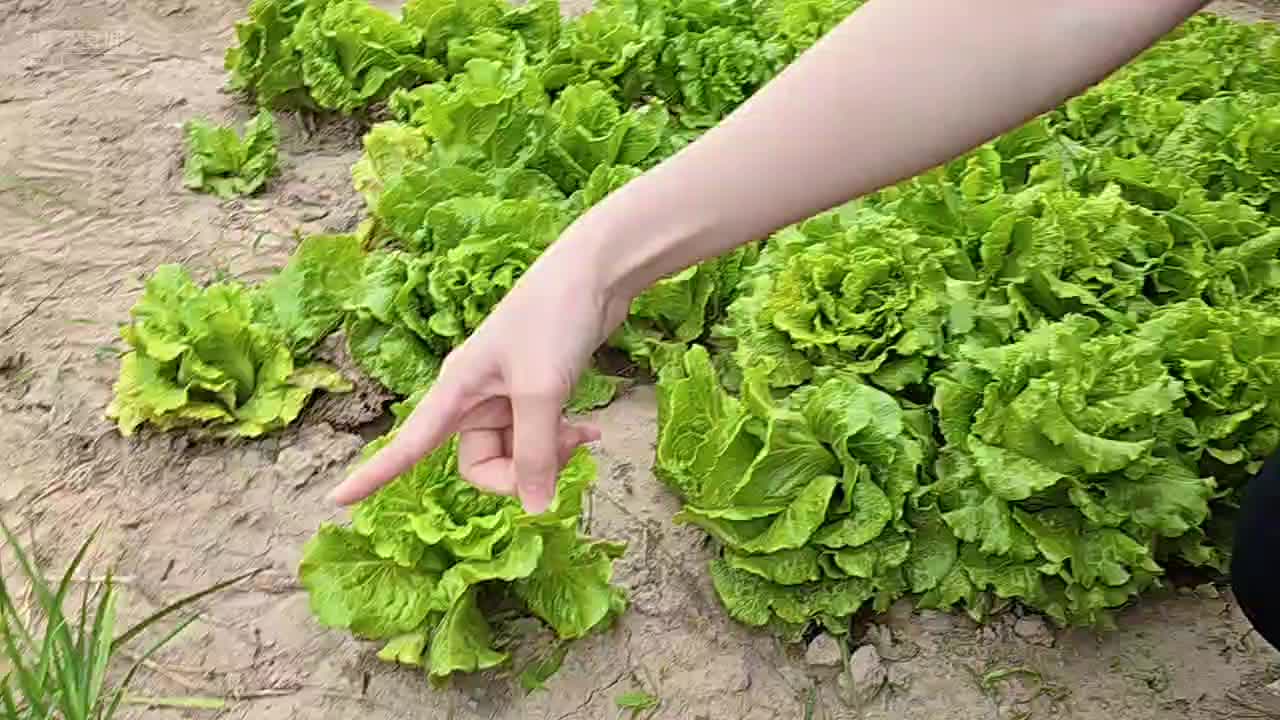 【集梦会长】陈同学在菜园子里自信认错各种蔬菜