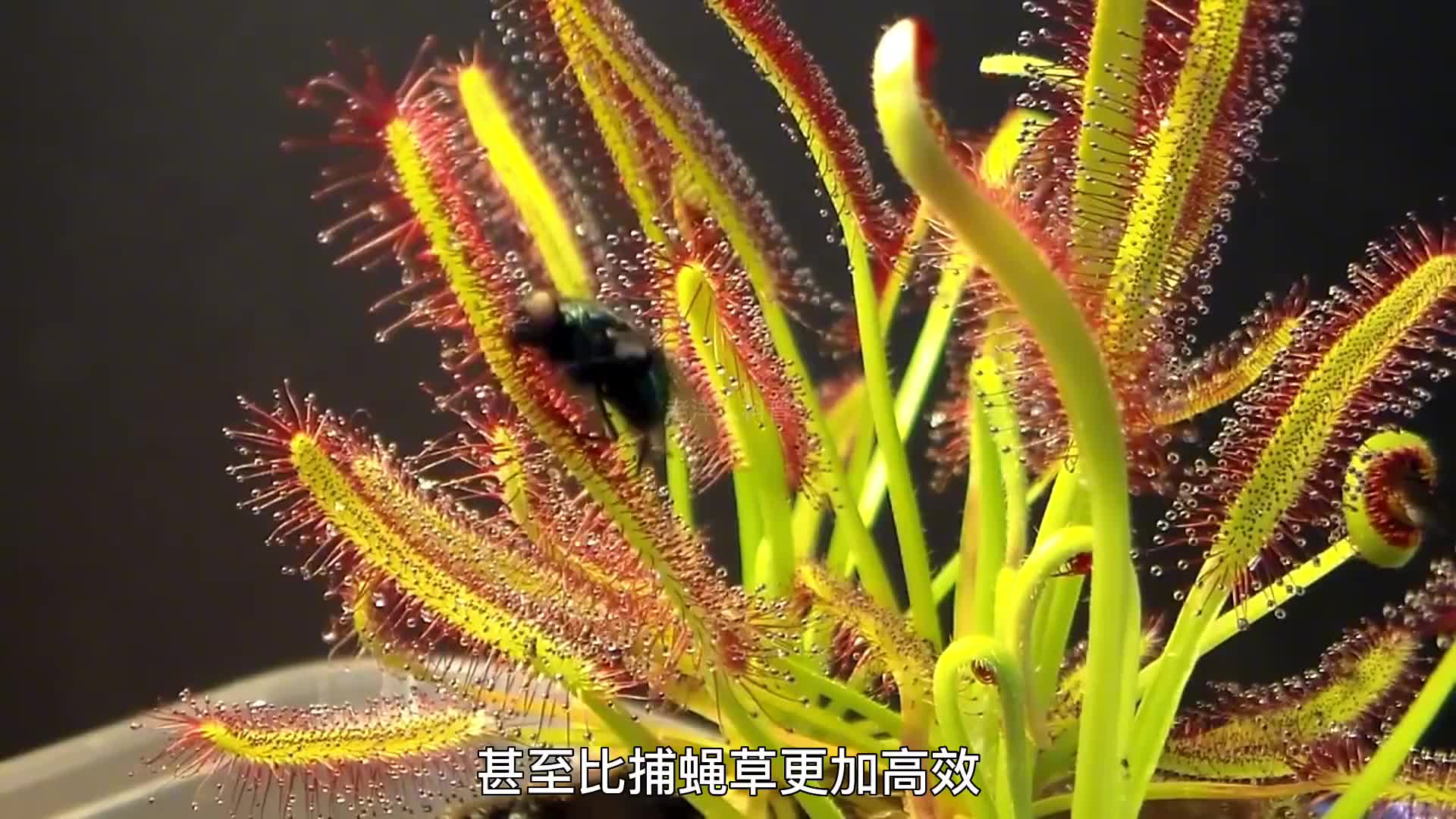 261. 盘点那些吃肉不吐骨头的五种凶残植物，最后一种能吃掉哺乳动物。