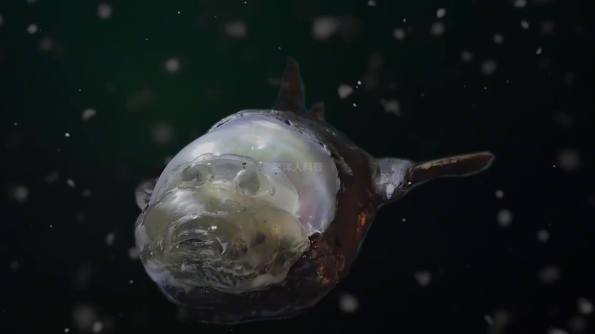 265. 一辈子都见不到一次，长相极其怪异的5种奇特生物。