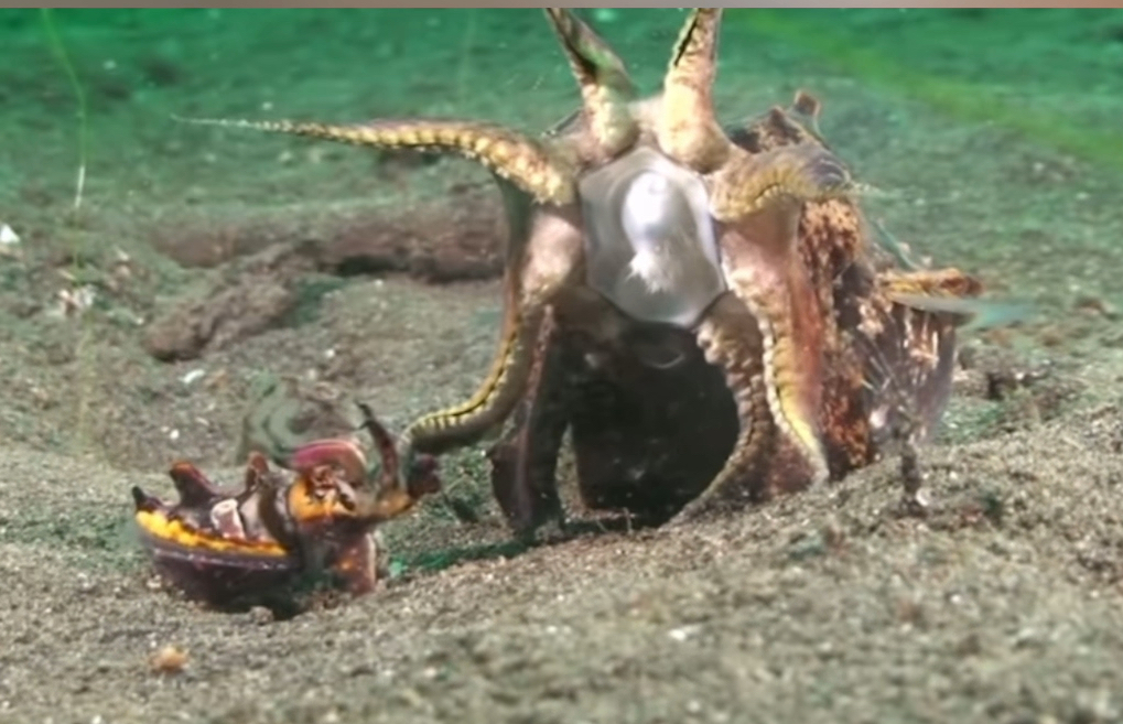 火焰乌贼：如何征服一个体型比你大十倍的女孩？