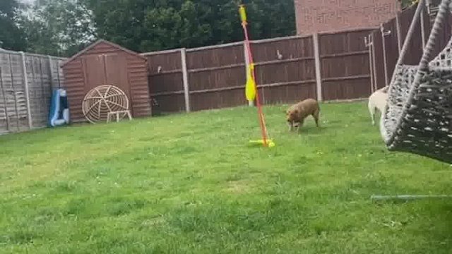 国外网友网购了一台“宠物投球机”  看起来非常好用‼️