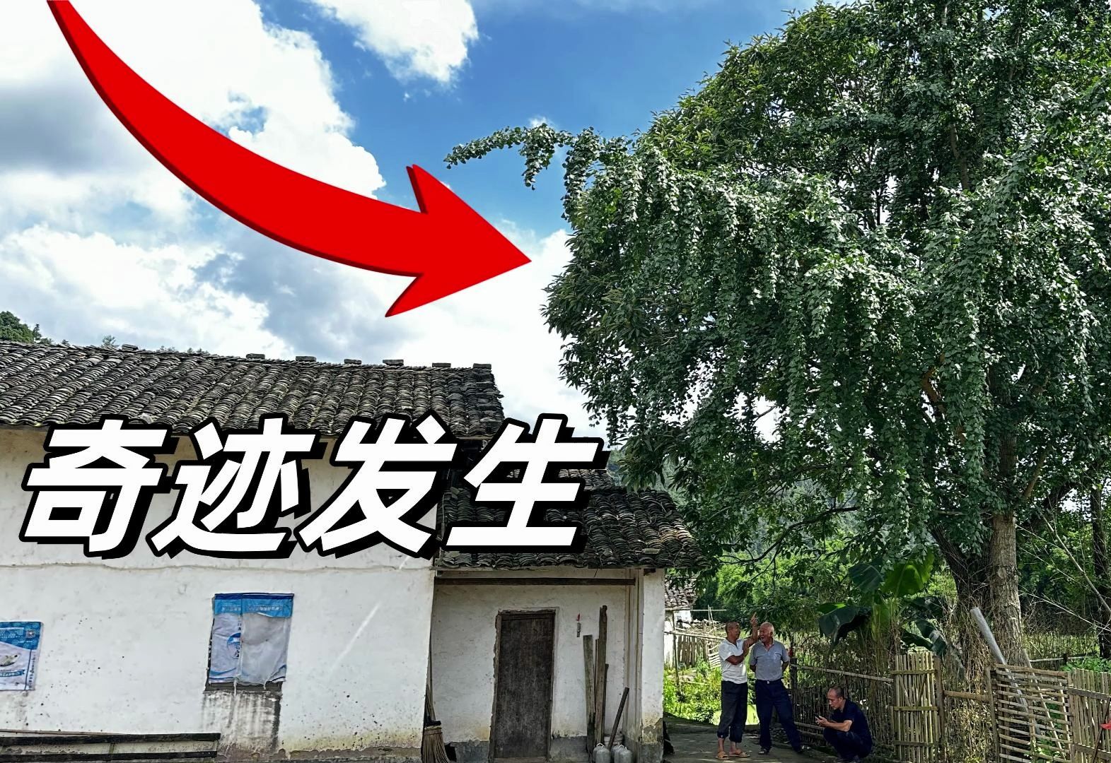 托朋友从国外带回的树苗，35年后本来要砍掉，没想到现奇迹发生了