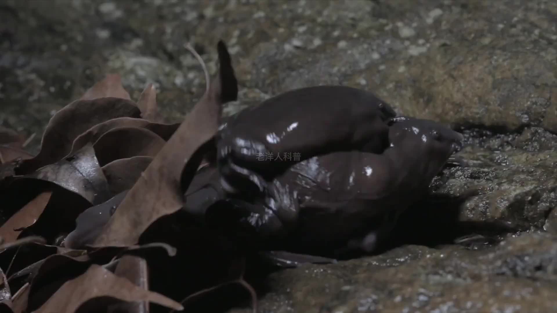 267. 像极了外星物种的十种海洋生物，尤其是第一种千万别被吓到（2）