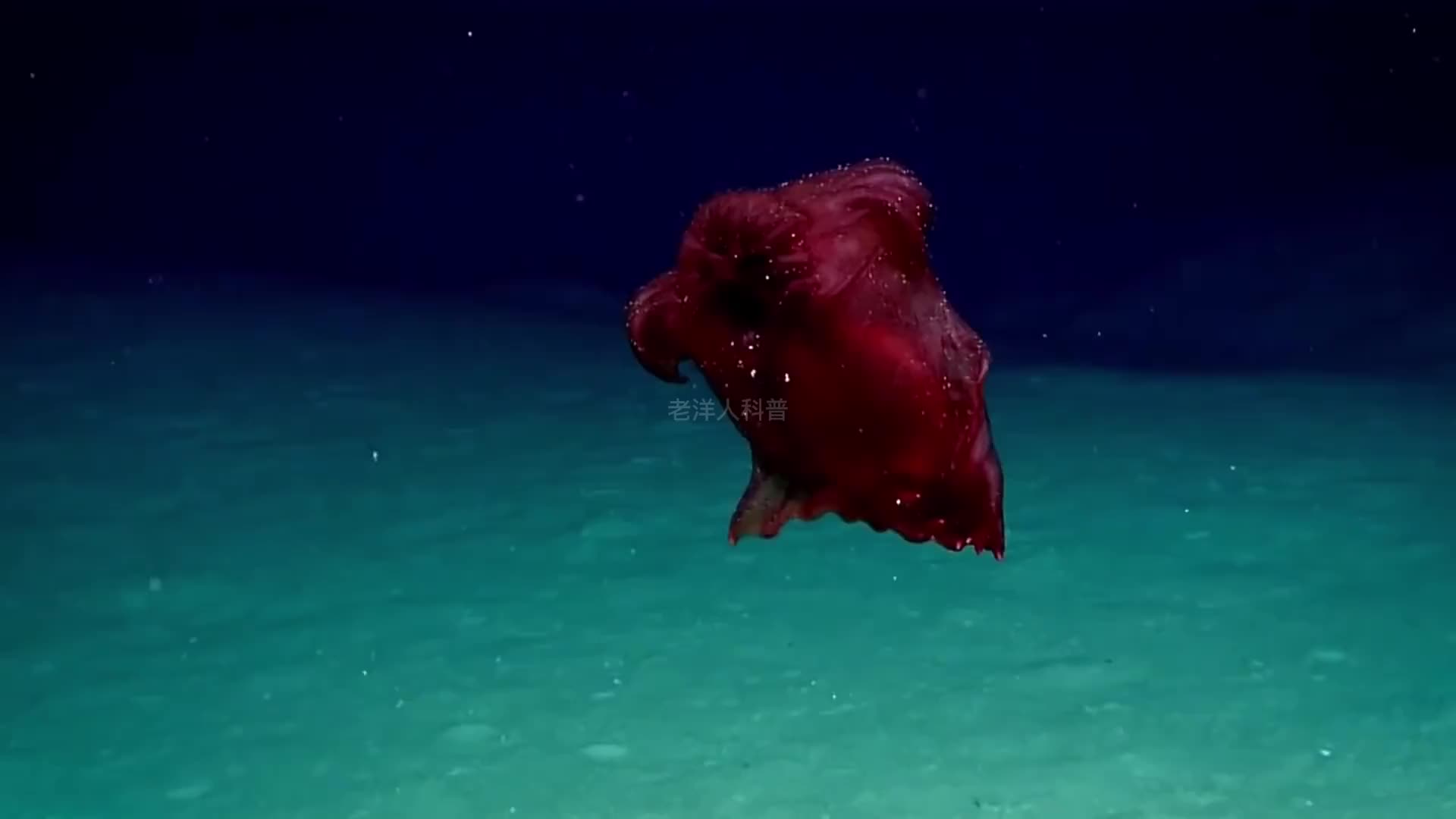 268. 像极了外星物种的十种海洋生物，尤其是第一种千万别被吓到（1）