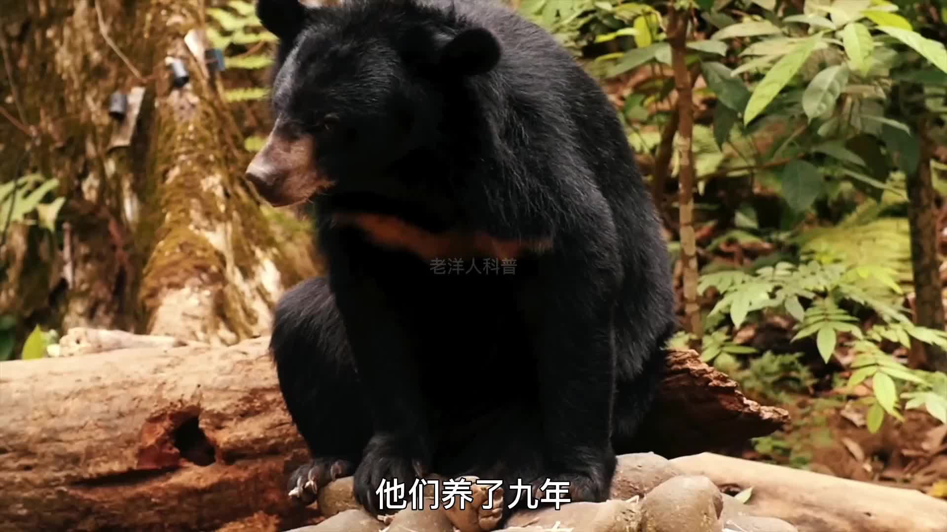 274. 那些将主人残忍杀害的杀人宠物，究竟有多恐怖？