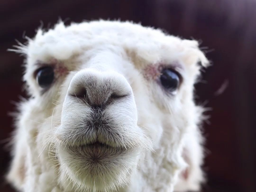 没有一个人能从理发店笑着走出来