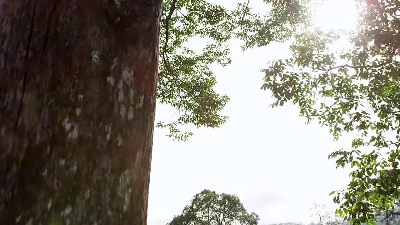 为争夺生长空间，植物也会展开厮杀