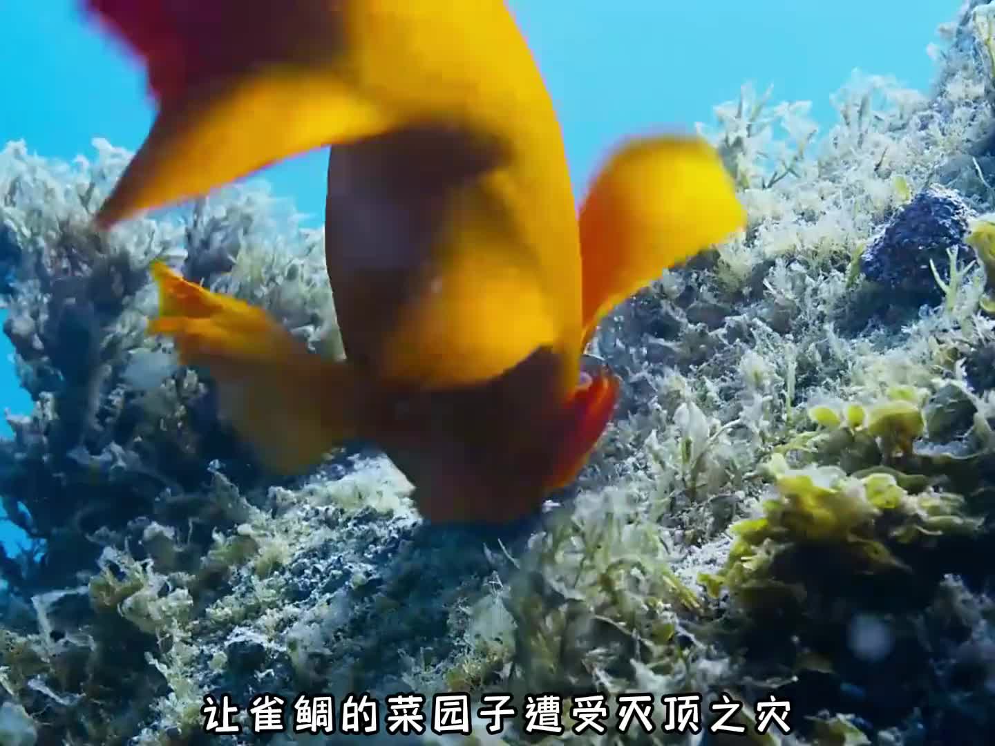 雀鲷鱼引路抓海胆原来是世仇