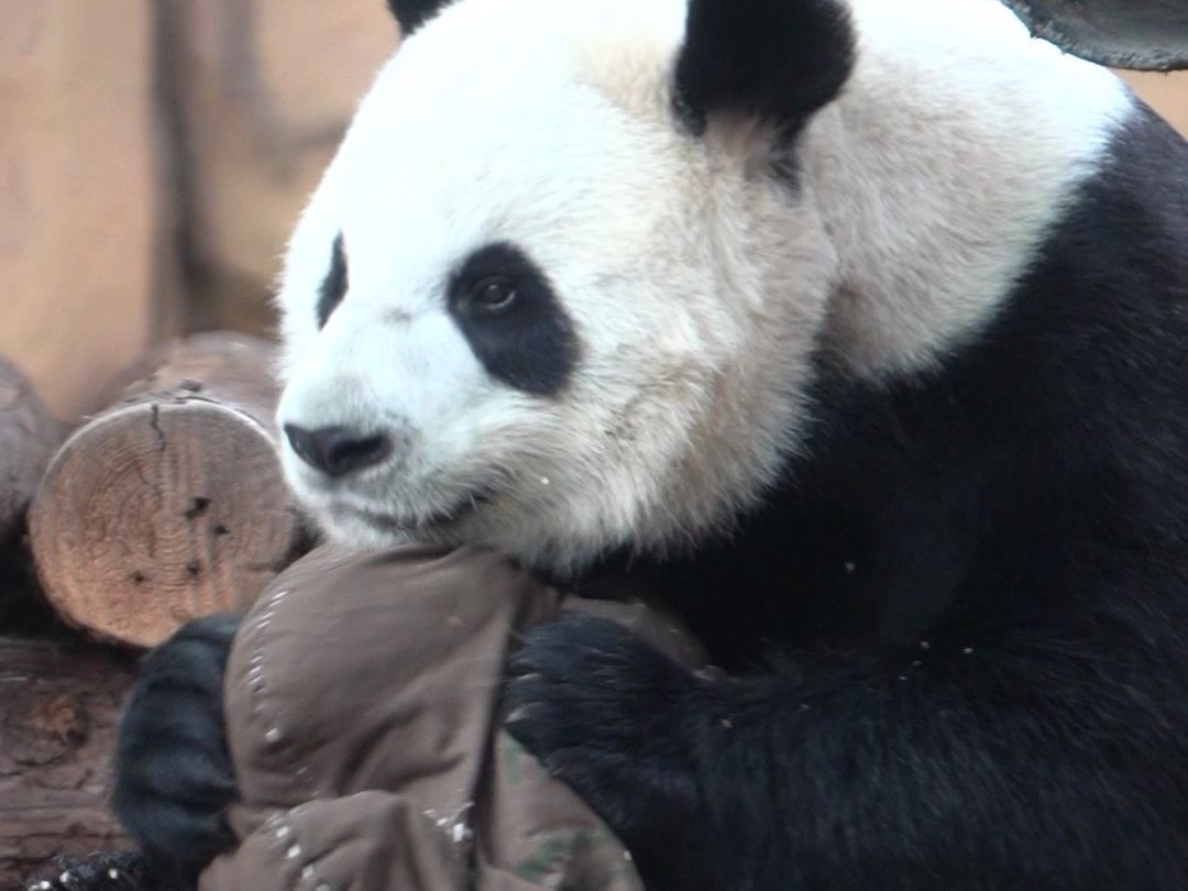 我和枕枕天下第一好