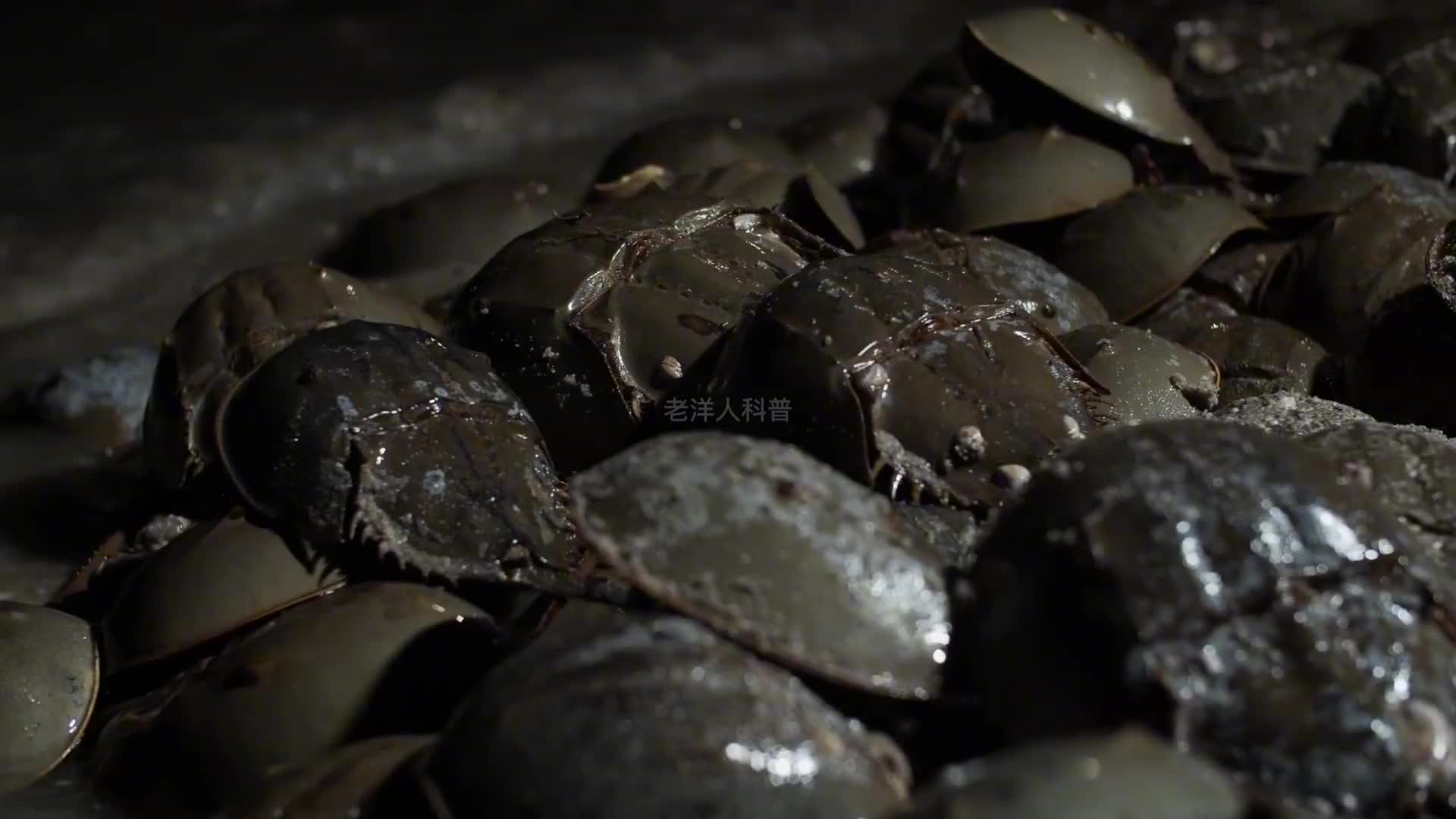 280. 三亿年前的物种现身池塘，这种长着三只眼睛的奇怪生物到底是什么？