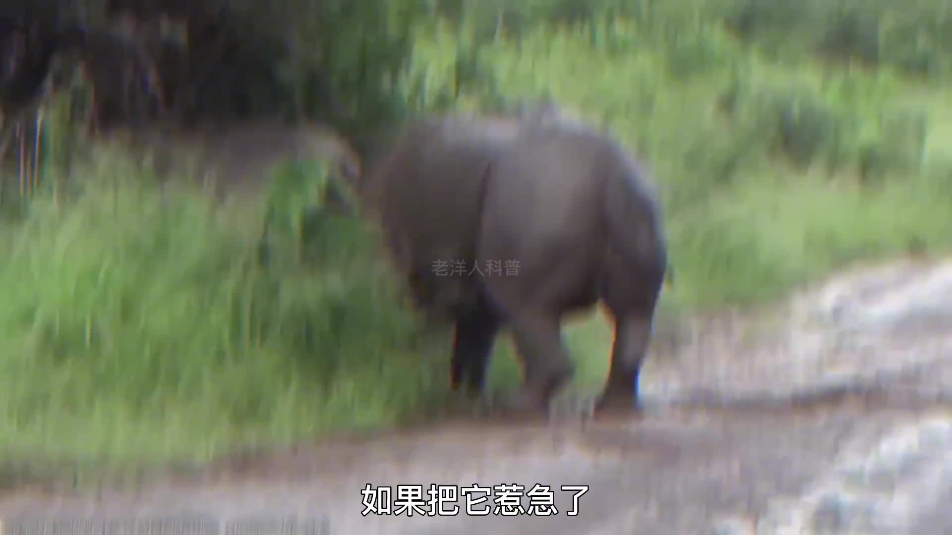 282. 肌肉最发达的八种动物，你都见过几个？