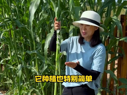 北方甘蔗也叫甜杆，每年这个时候我都种上它