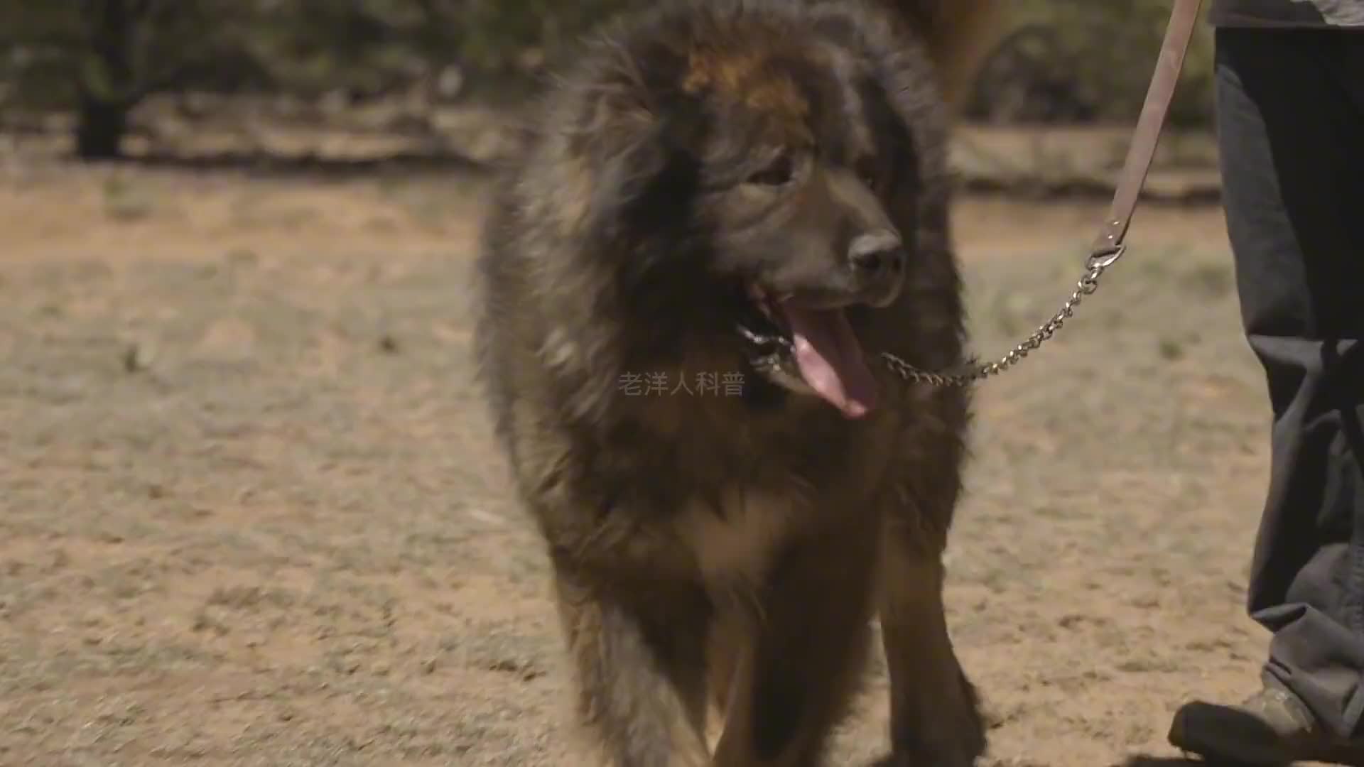 290. 世界上最危险的十大恶犬，一个比一个彪悍。（2）