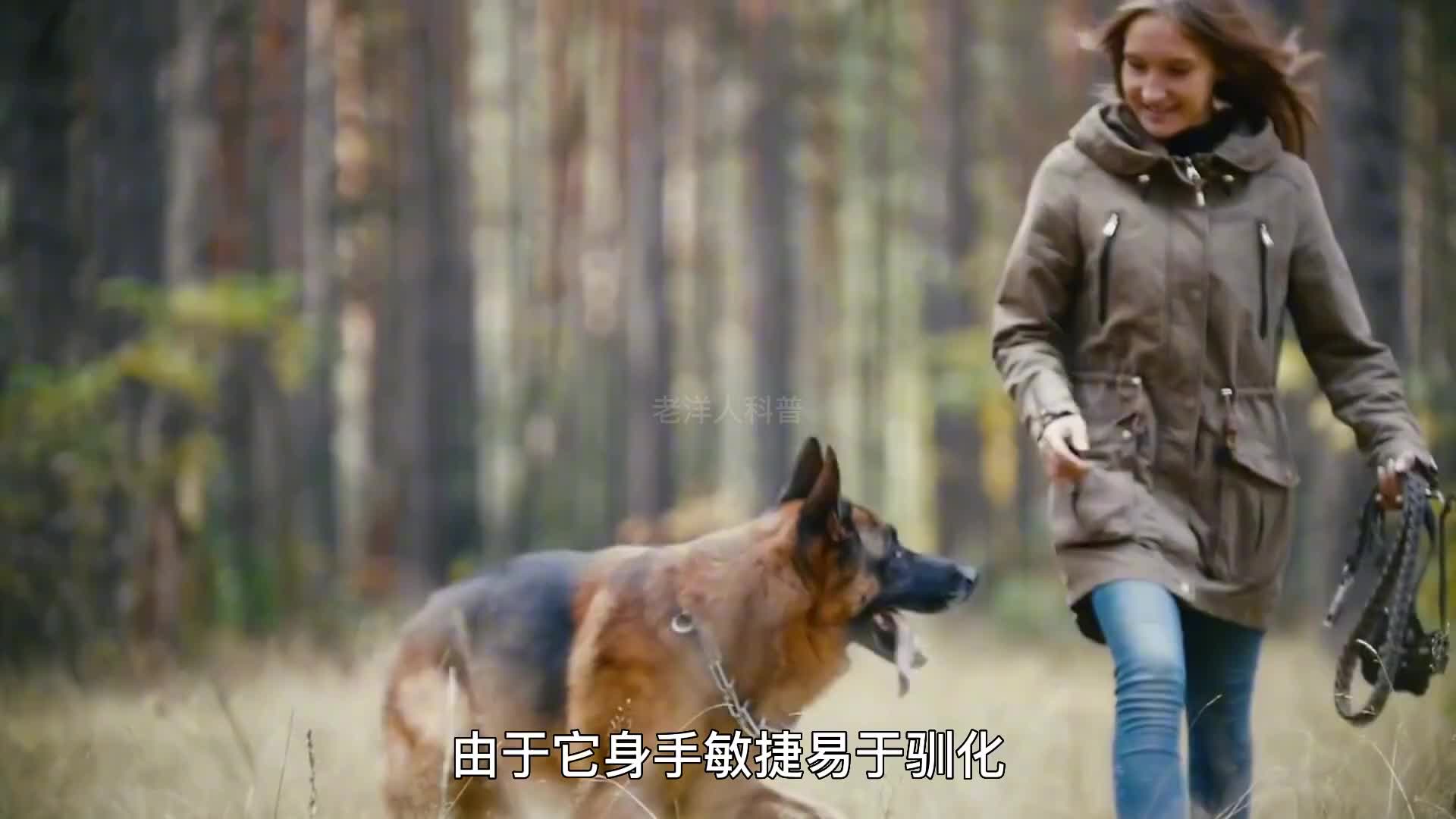 291. 世界上最危险的十大恶犬，一个比一个彪悍。（1）