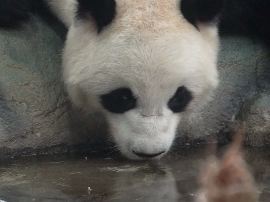 熊猫喝水也太优雅了吧~