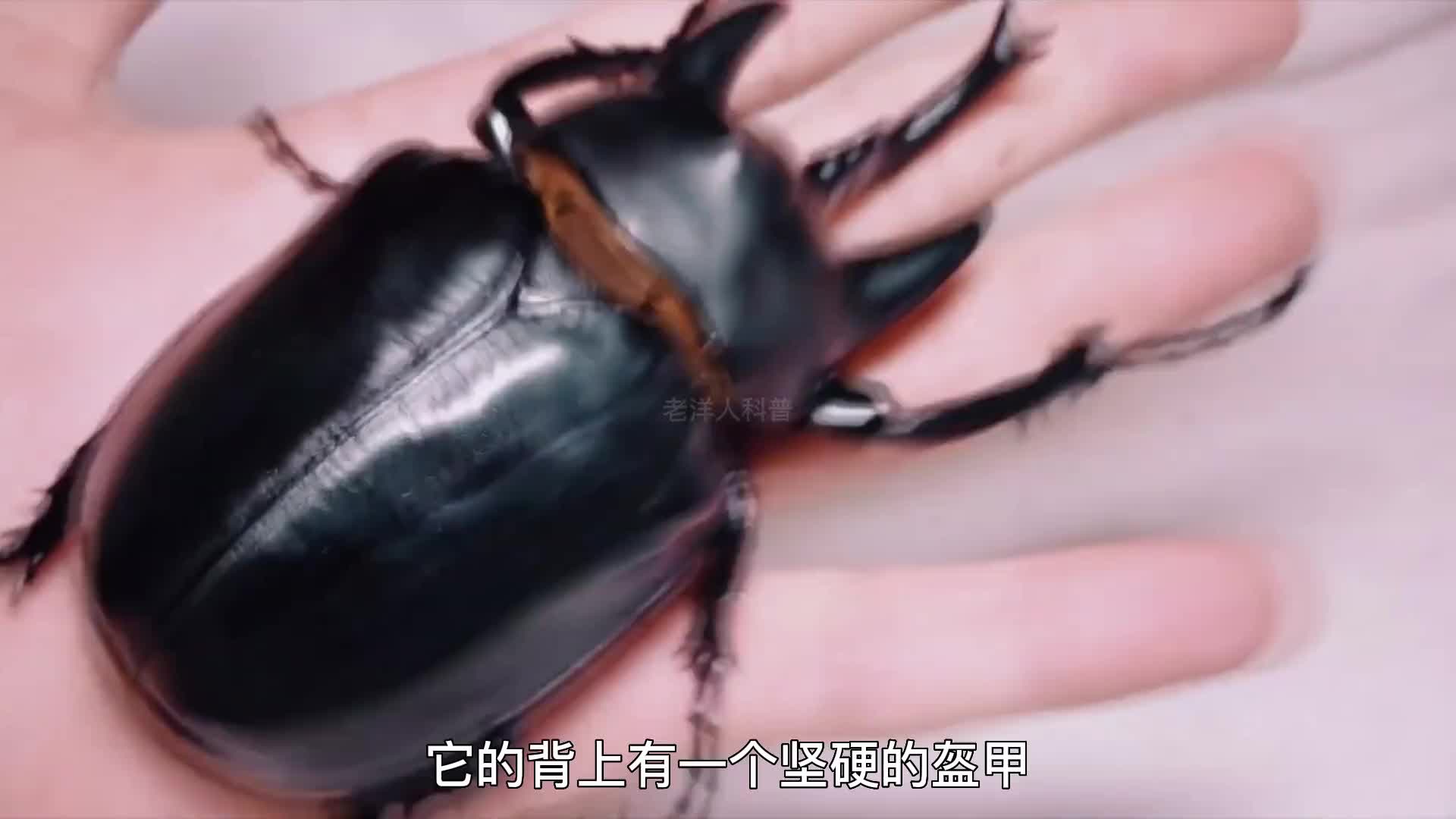 299. 地球上体型最大的十种昆虫，你都见过几个？（下）