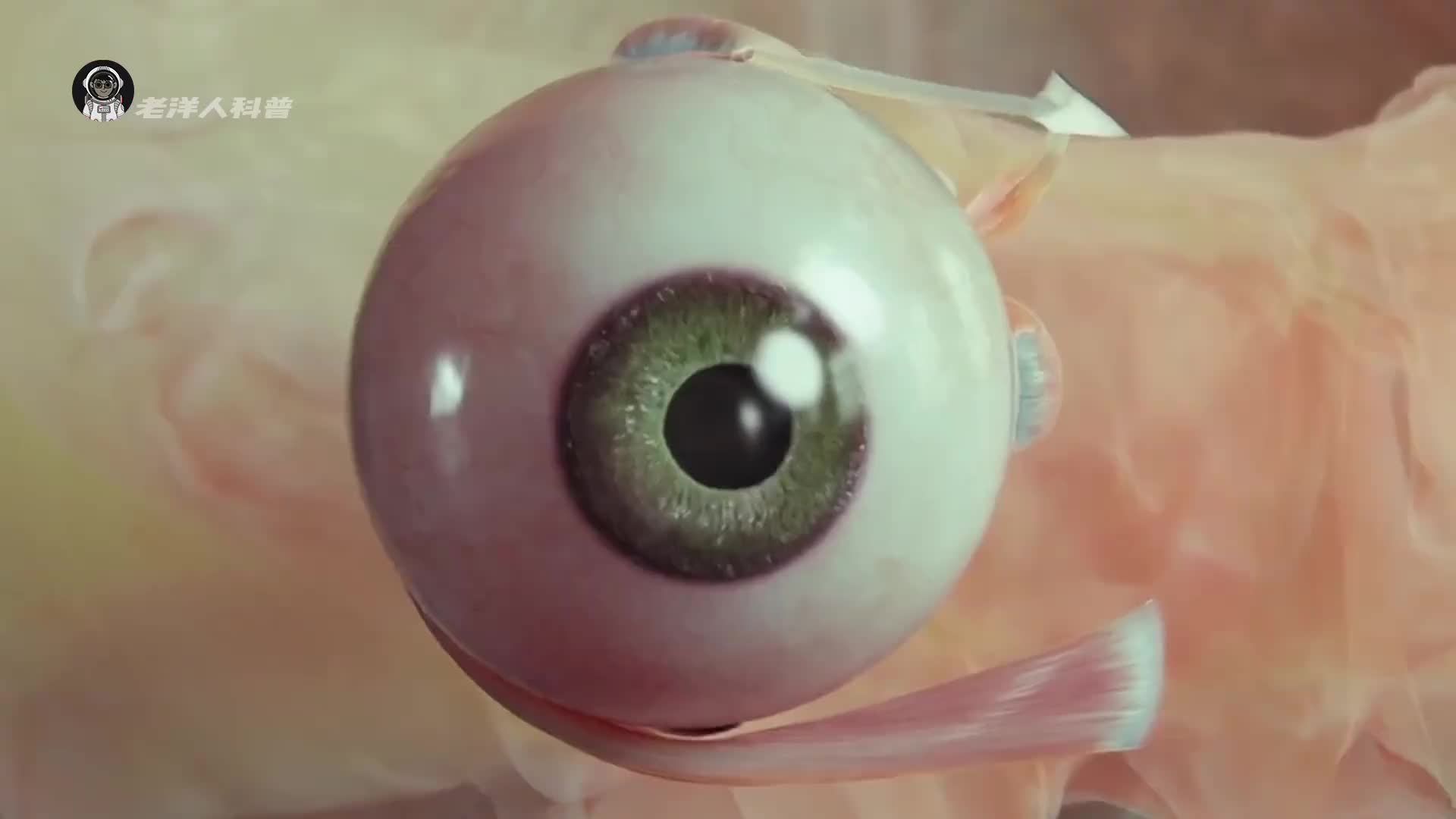 30. 如果你失去了眼球，看到的世界是黑色还是虚无？