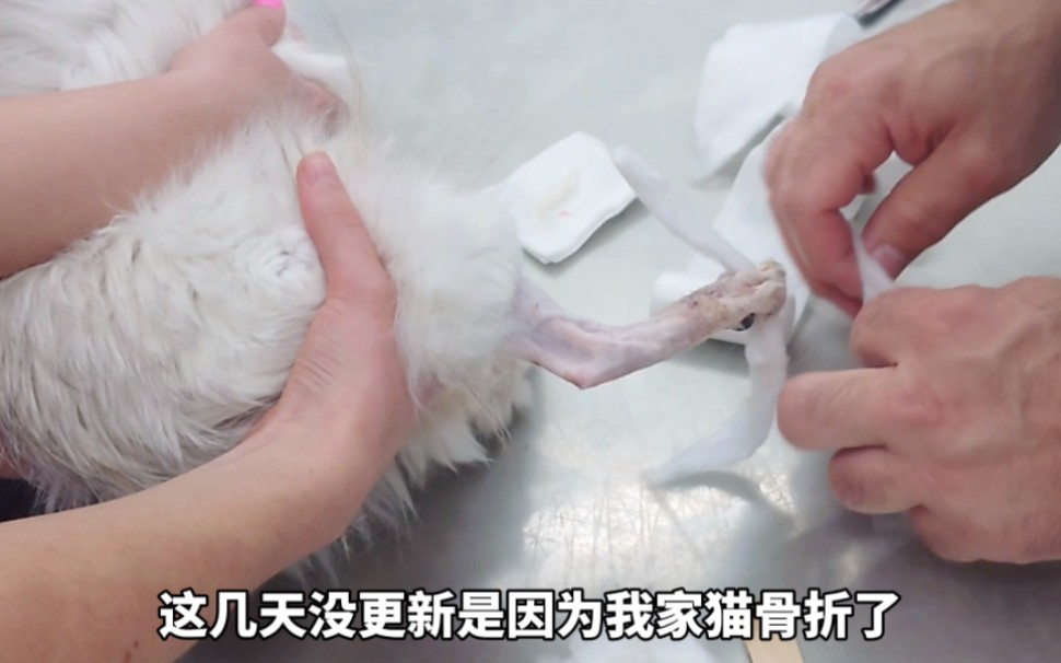 脆皮小猫在家摔骨折，腿骨和脚趾都断了...