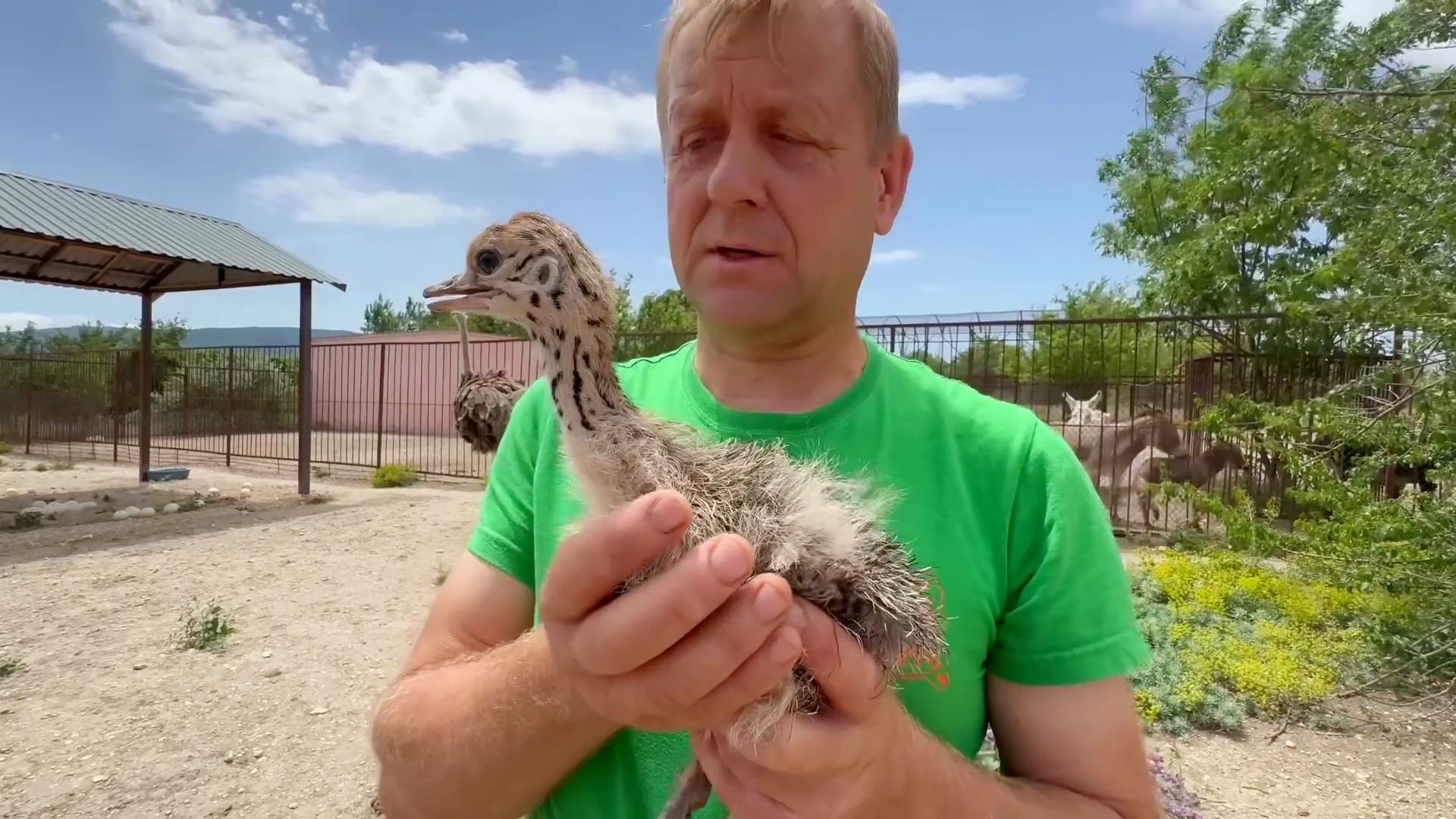 在鸵鸟妈妈的注视下，陌生人敢靠近小鸵鸟吗