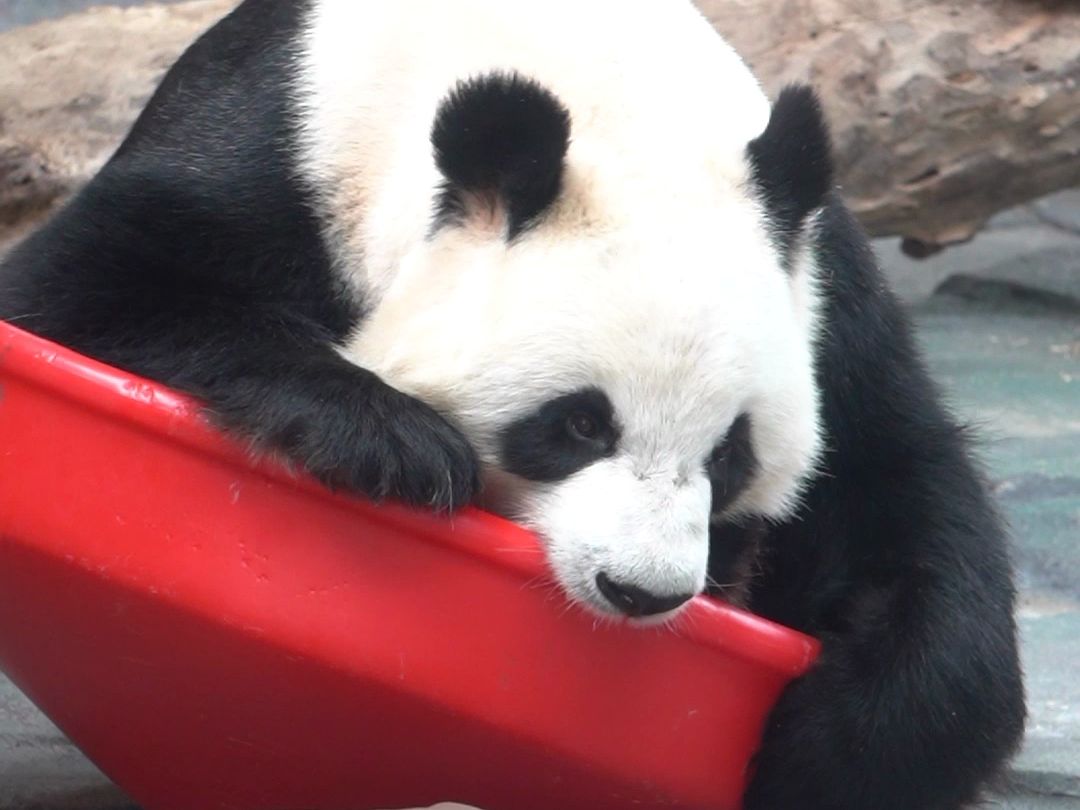 全网最操心熊猫，时刻担心家具结不结实