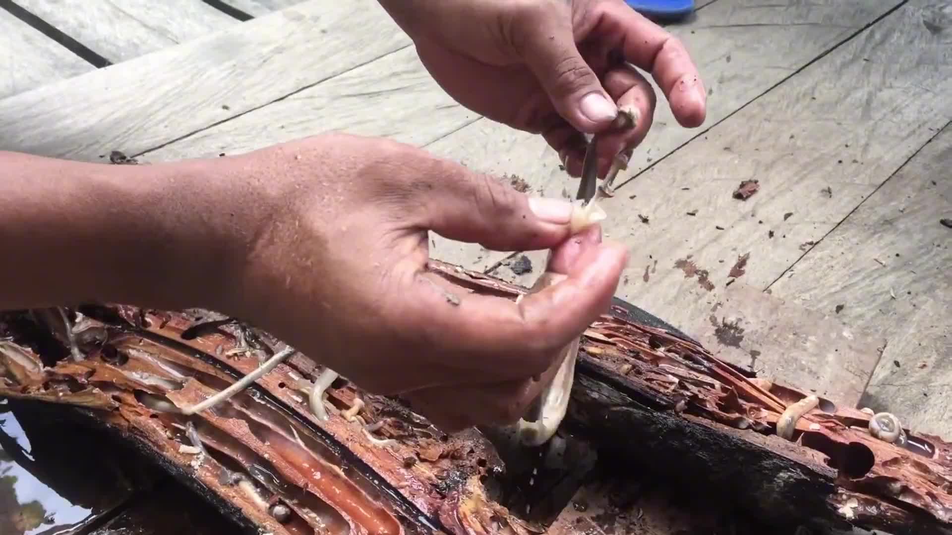 307. 海中木船的终结者，船蛆到底有多可怕？