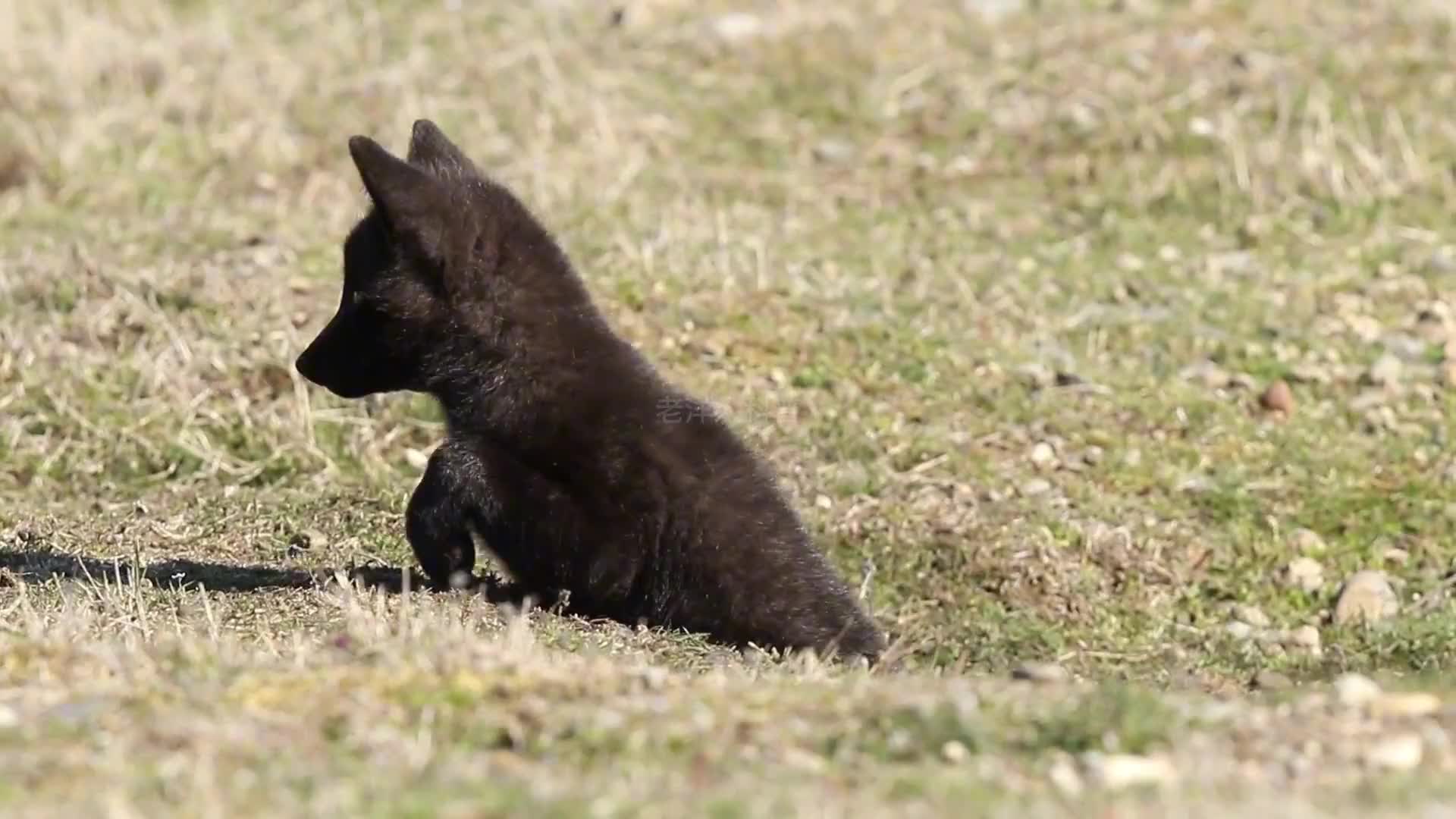 310. 盘点十种罕见的黑化动物（上）