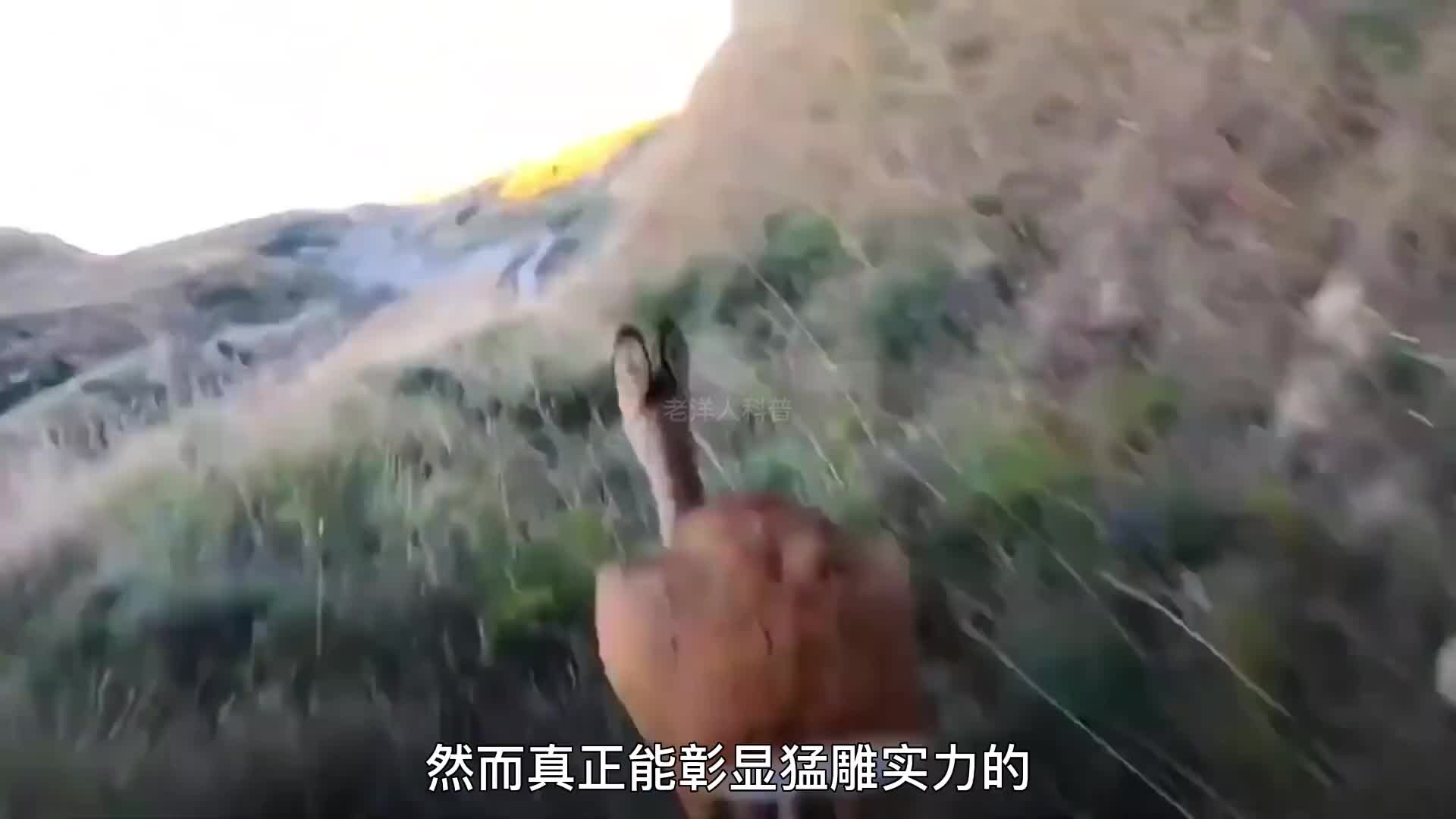 311. 世界上最凶猛的五种鸟类，你都知道几种？