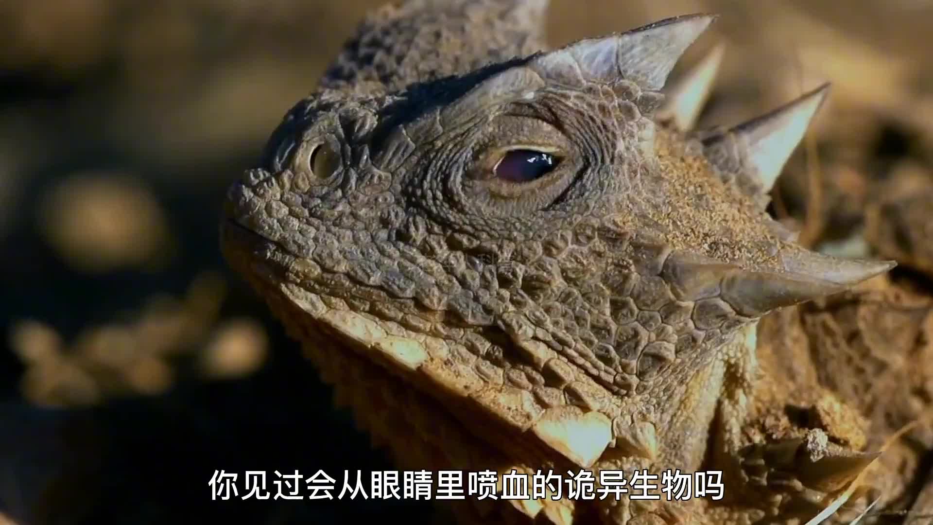 319. 那些惊掉你下巴的动物保命绝招，你见过几个？（上）