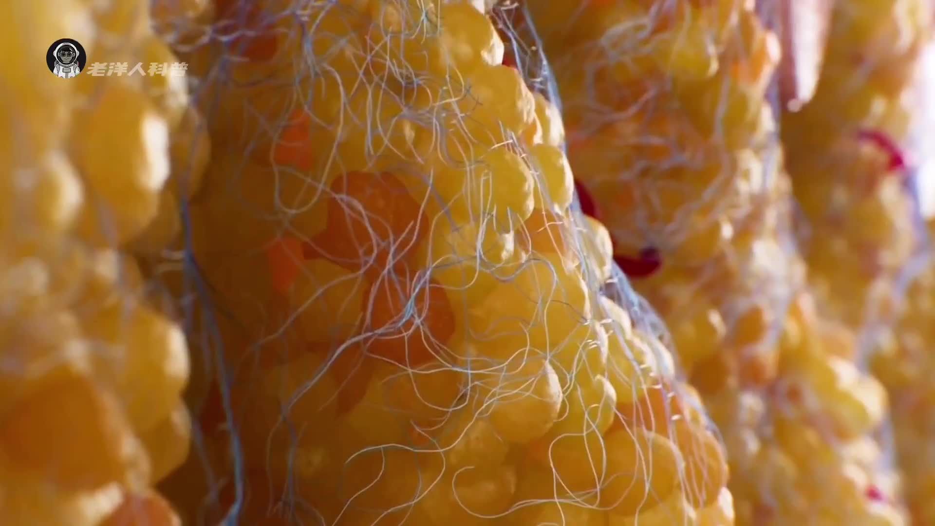 32. 脂肪是如何排出体外的？看完你就明白了