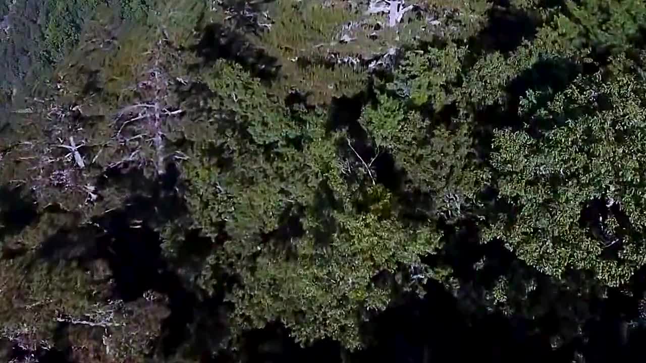 别有用心的寄生植物，繁衍全靠鸟拉树上