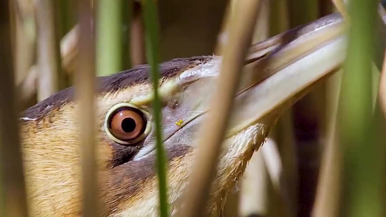 大麻鳽叫声如牛，形似骆驼