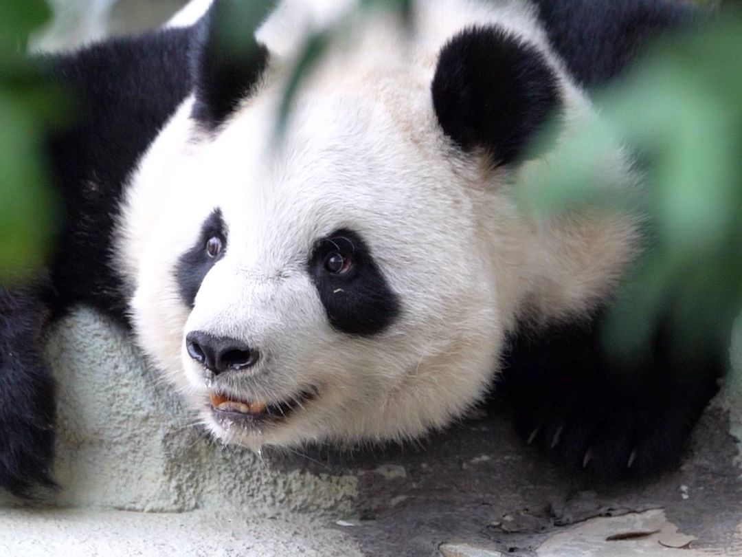 自带国泰民安的小萌脸，是独属于中国的美