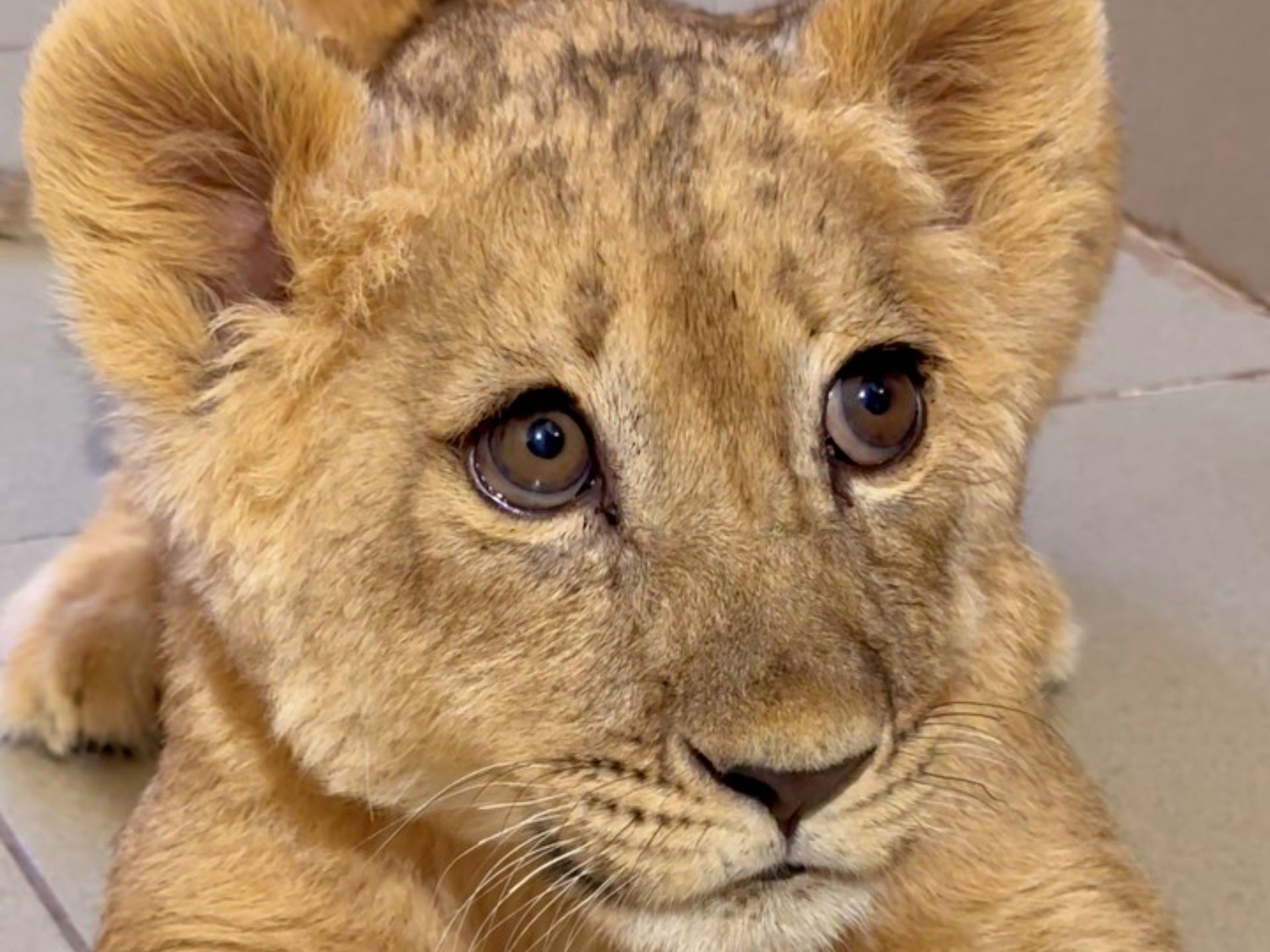 我是家中嫡长狮，到哪里都不会低猫一等！