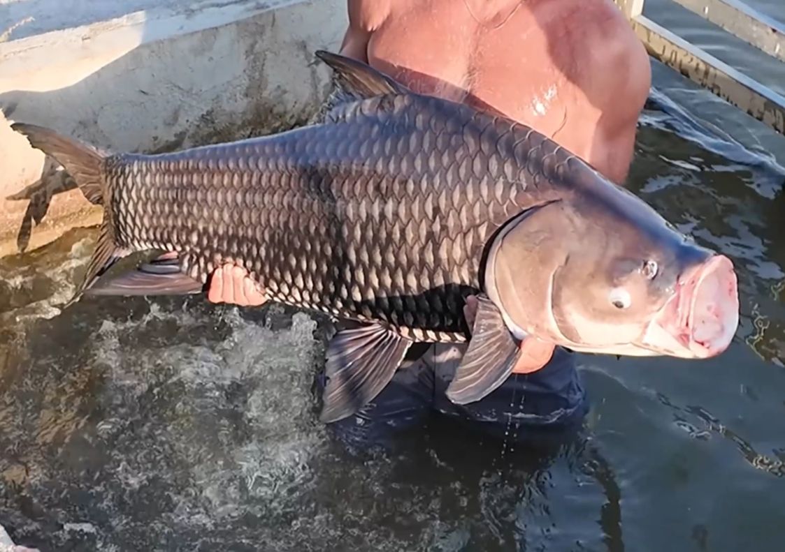 身长一米以上，重量超过三十千克的超级怪物鲤鱼，你有见过吗？