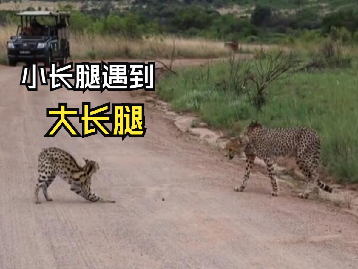 那些狂野的动物视频！