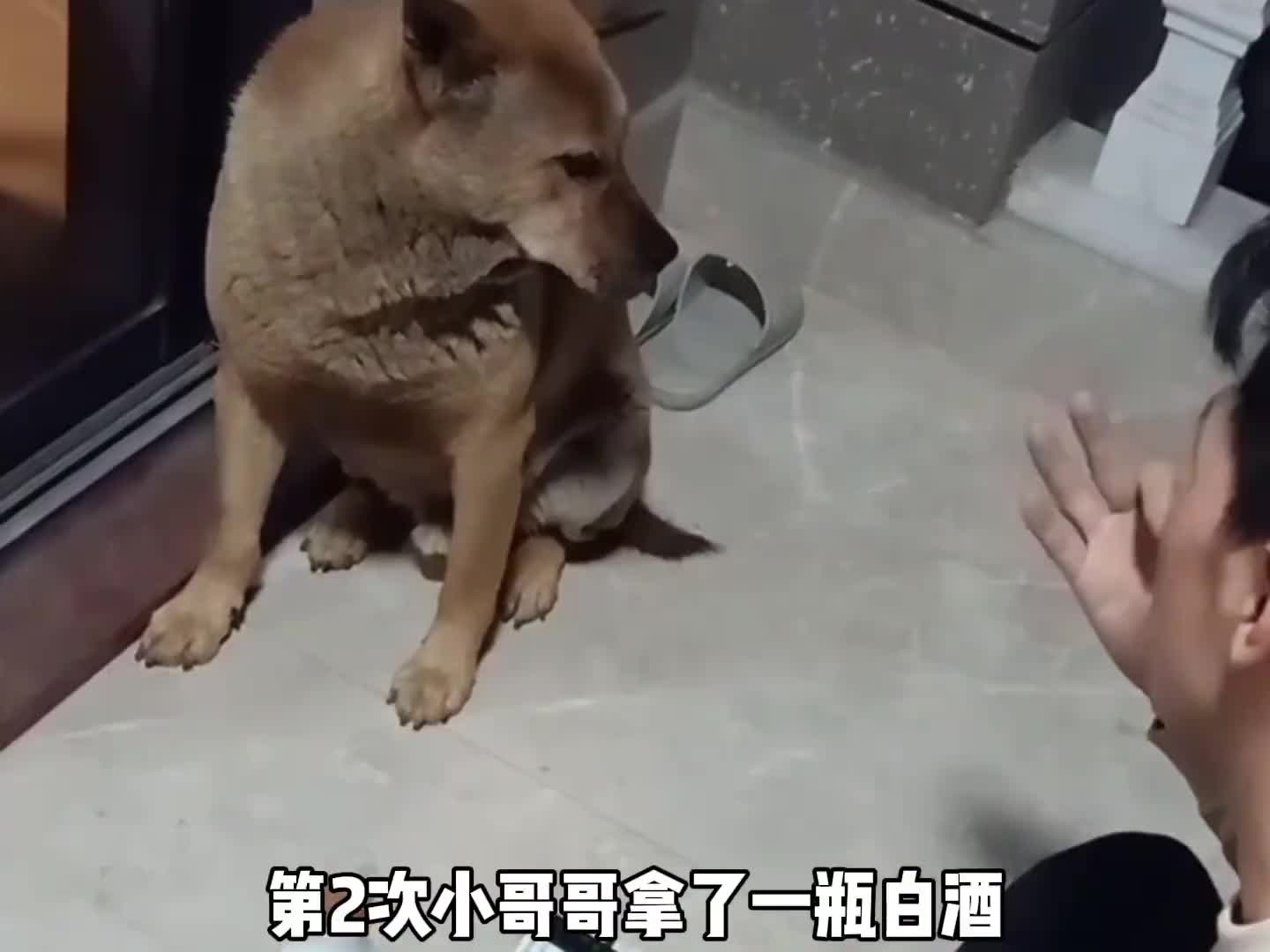 宠物医生给狗狗做了手术，狗狗居然追着他骂了三年？