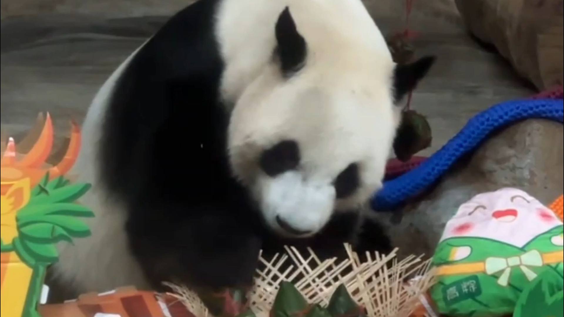 看到热带熊猫兄弟吃粽子的小伙伴们一定高“粽”！