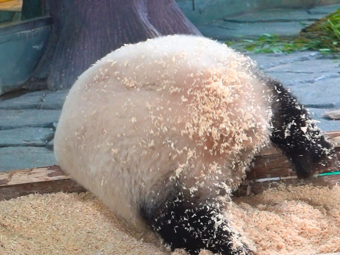 这谁家糯米糍，再不吃可就要跑掉咯